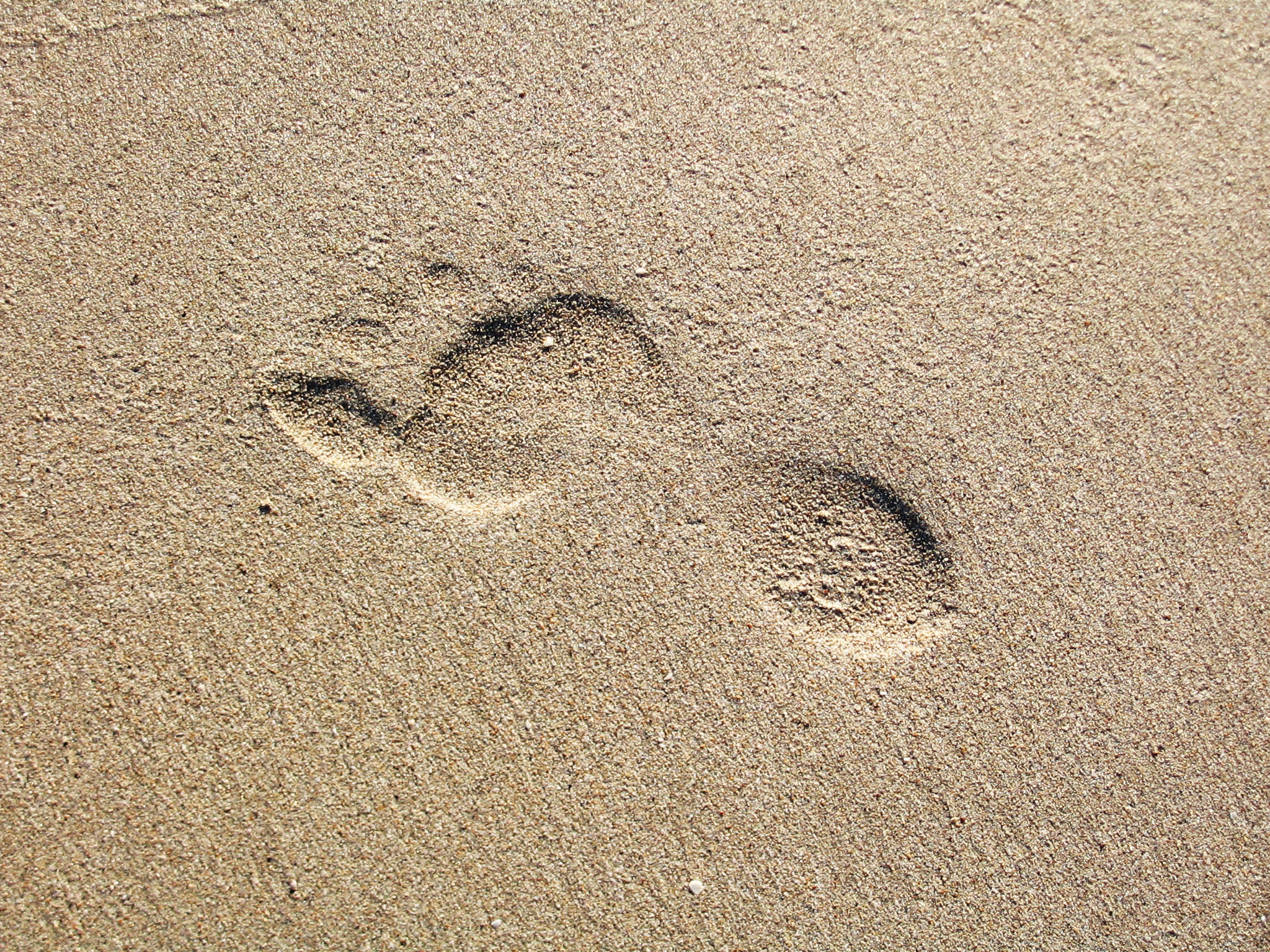 human presence 1179565